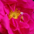 Rose - Rosiers gallica - Gallica 'Officinalis'